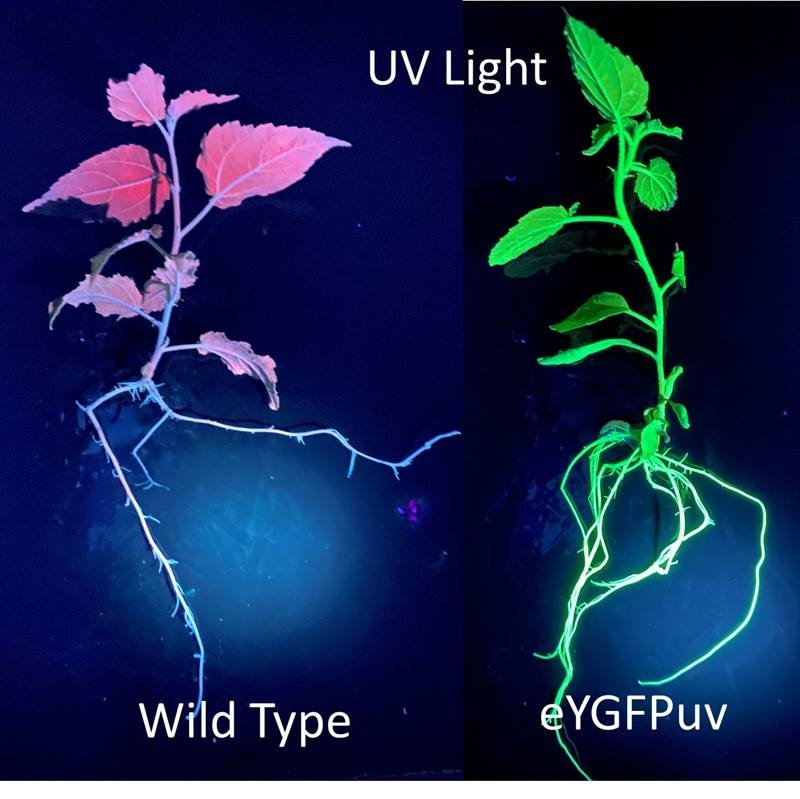 Watching Plants Switch on Genes