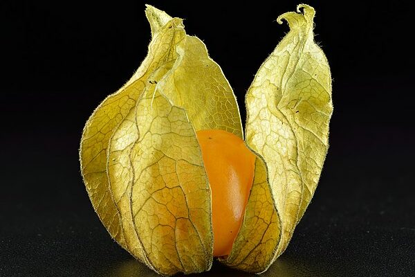 Groundcherry research bears new fruits