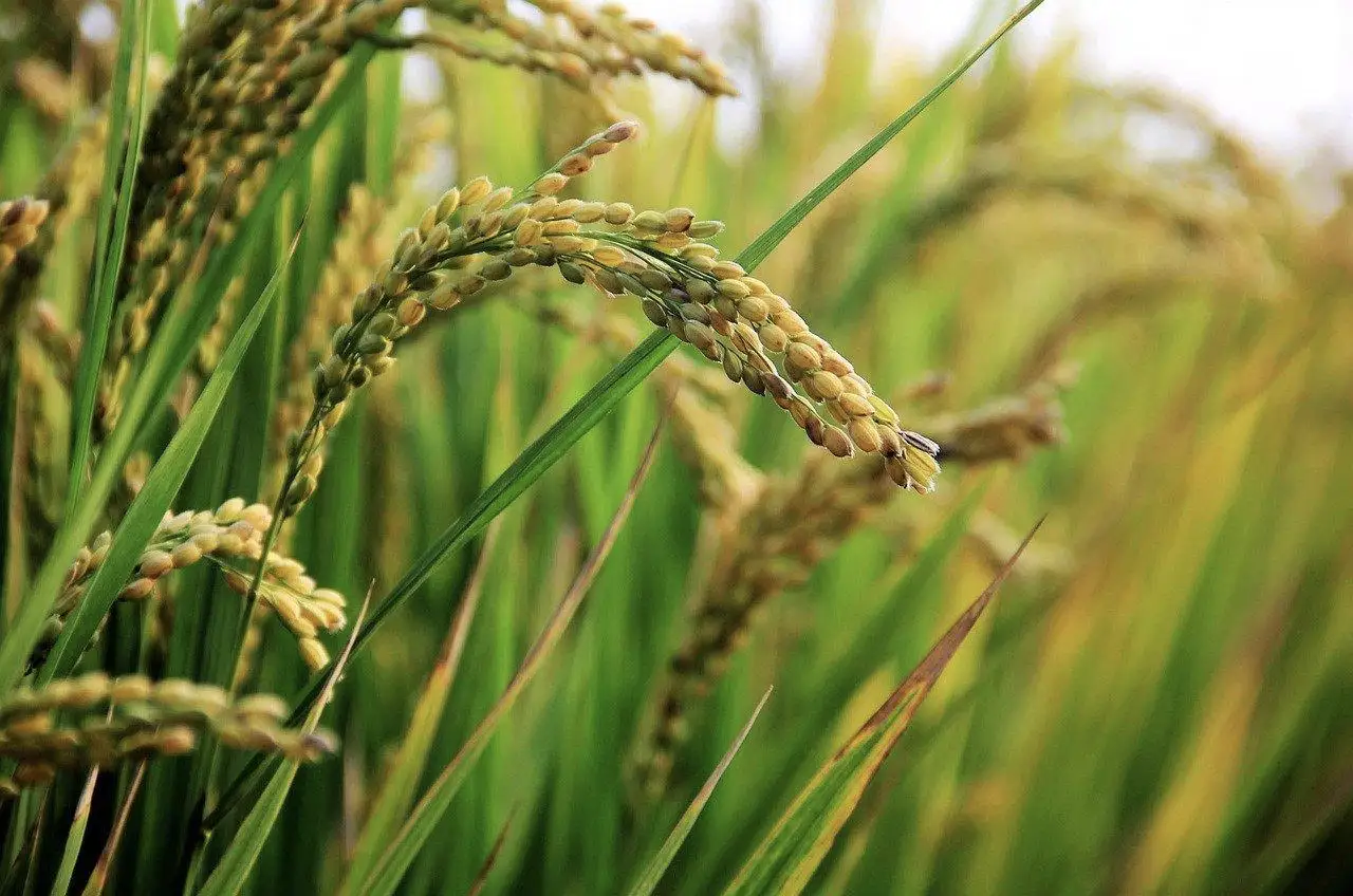 Image: Rice field image. Credit: Pixabay
