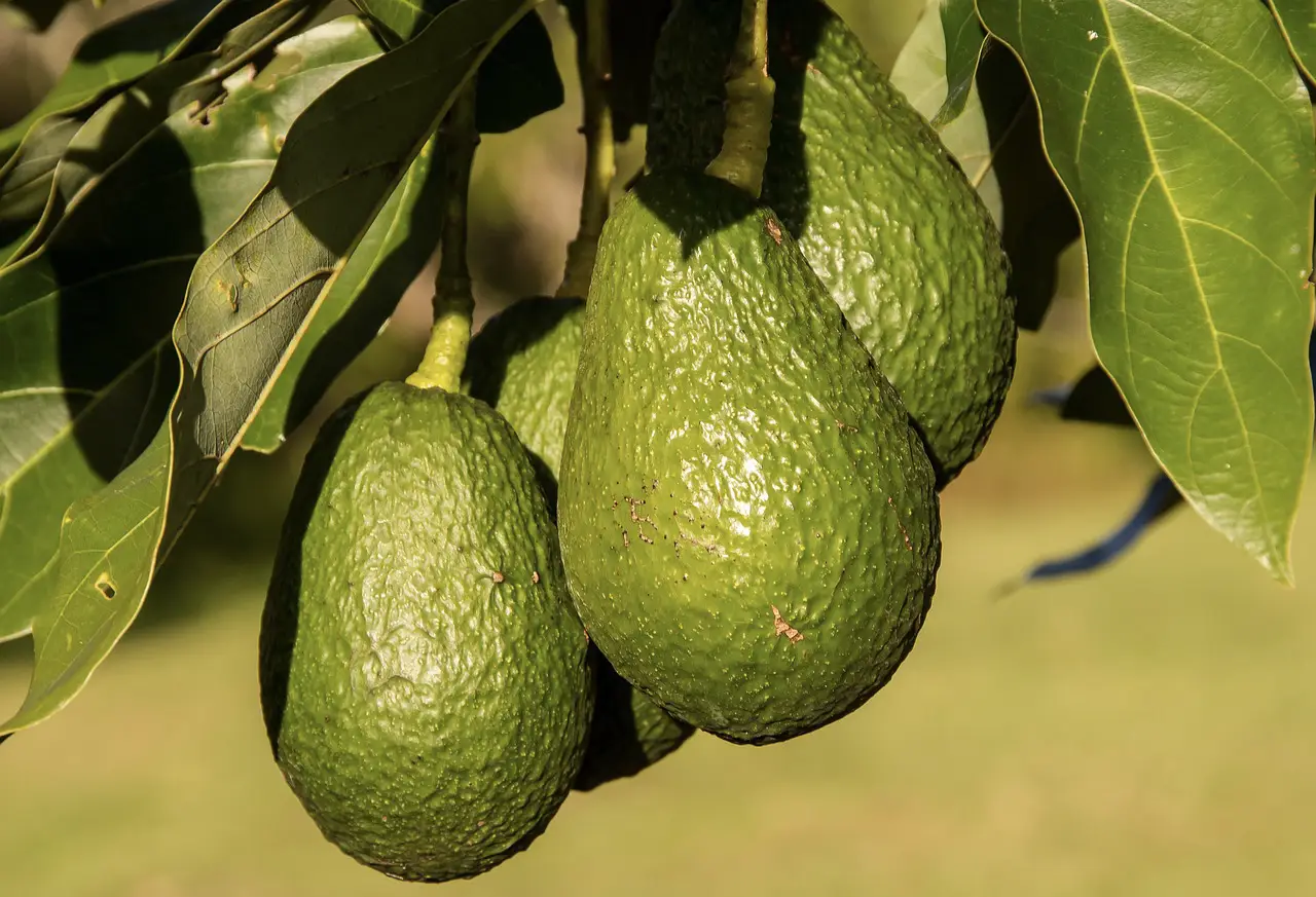 Researchers map avocado genome