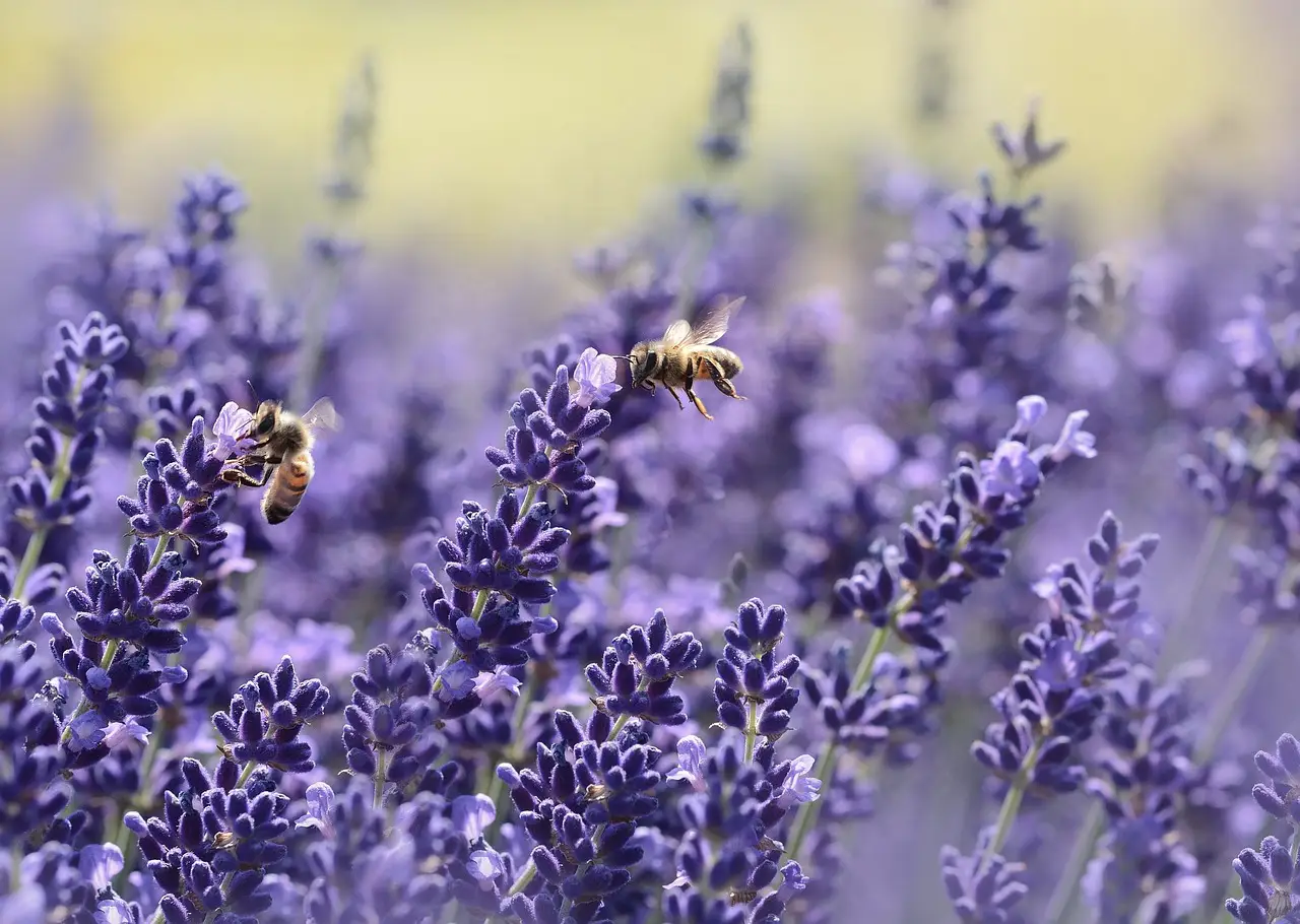 Plants employ chemical engineering to manufacture bee-luring optical devices