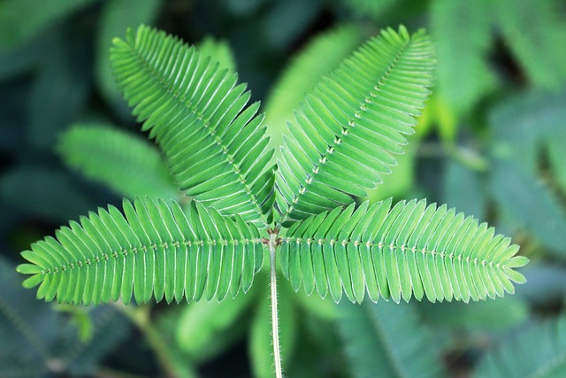 Bursts of fluorescence caught on video reveal how and why the sensitive plant Mimosa pudica moves its leaves rapidly