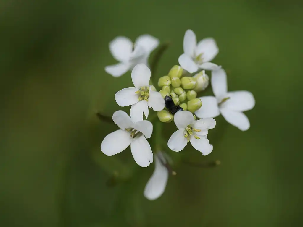 Researchers fill new final gaps in the Arabidopsis genome sequence