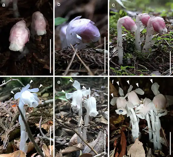 Ethereal color variant of mysterious plant is actually a new species