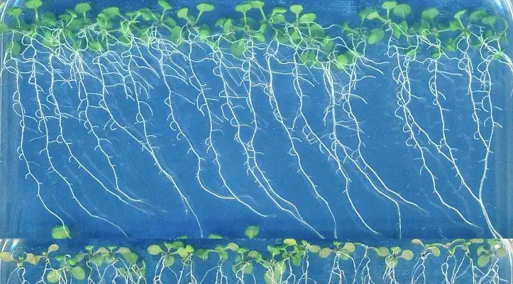 Arabidopsis_thaliana_root_growth_in_vitro Credit: Alena Kravchenko / Wikimedia