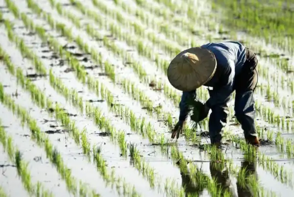 farmer working in a rice field