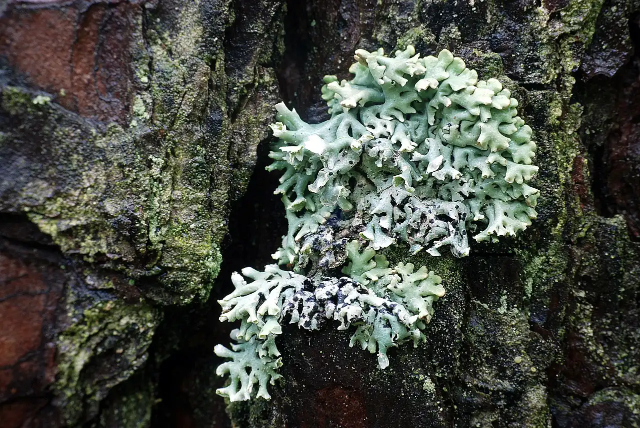 The role of lichens and mosses in climate change