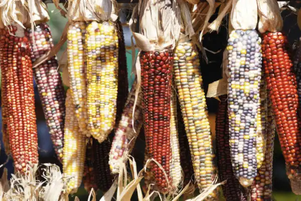 colorful corn cobs