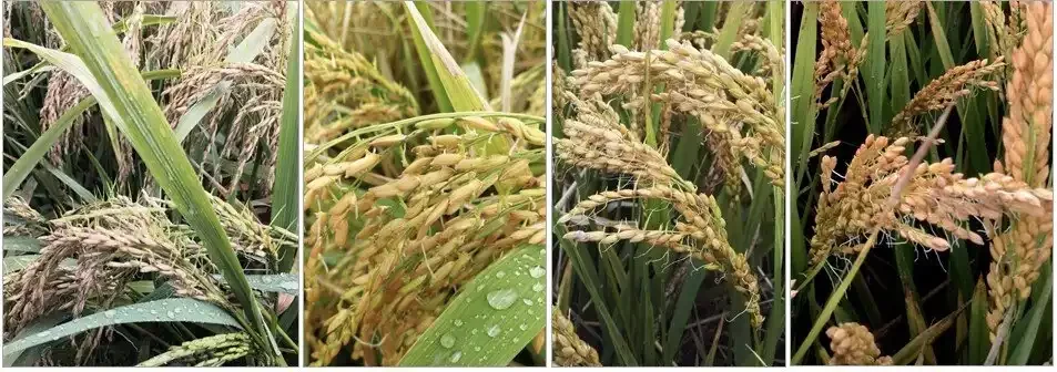 Researchers Solve Pre-harvest Sprouting in Rice and Wheat