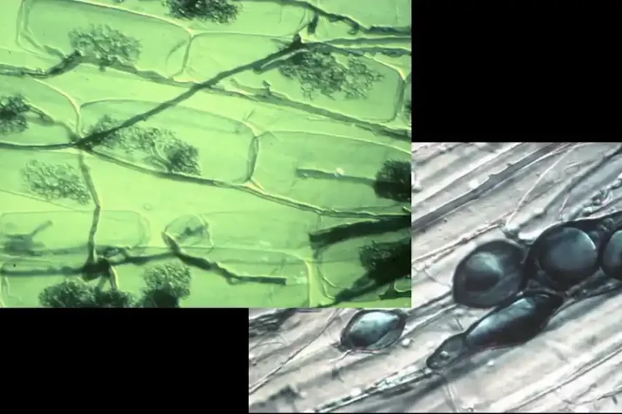 Image: Right: Arbuscular endomycorrhiza: Hyphae of Glomeromycetes along the cells of a root and ramifications inside them by penetrating the cell wall and pushing back the membrane. Left: Droplets of lipid stores. Source: Microbial diversity & mycorrhizae, by Marc-André Selosse, Ver de Terre production, May 29, 2020, 3 hours online video. Frame at 1 hour, 54 min, 40 sec. Credit: Marc-André Selosse