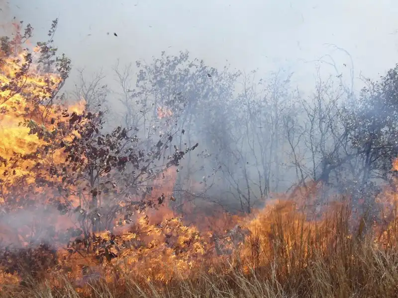 High-intensity fires do not reverse bush encroachment in an African savanna, finds study
