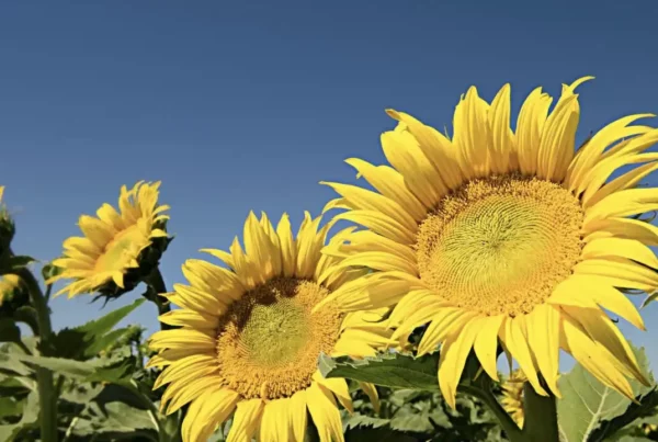 New UC Davis research shows how an internal circadian clock controls the opening of individual florets in concentric rings in the sunflower head. This helps attract pollinating insects. Credit: Jason Spyres