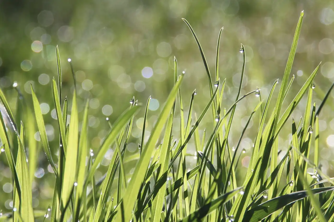 How grasses avoid inbreeding