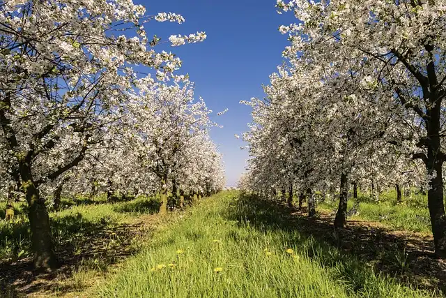 Development of machine vision system capable of locating king flowers on apple trees