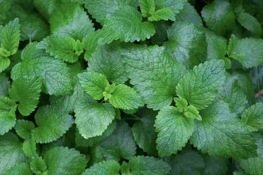 Image: A patch of mint leaves. Credit: Tim Krisztian/Unsplash