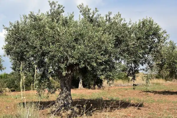 Ascertaining the most effective silicon fertilization strategy to boost olive tree defenses