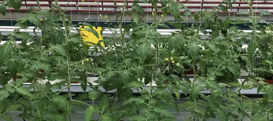 Plants in greenhouse. Credit: Kyoka Kuroiwa - INRAE