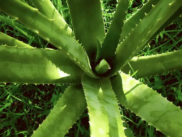 Exploring the polysaccharide composition of plant cell walls in succulent aloes