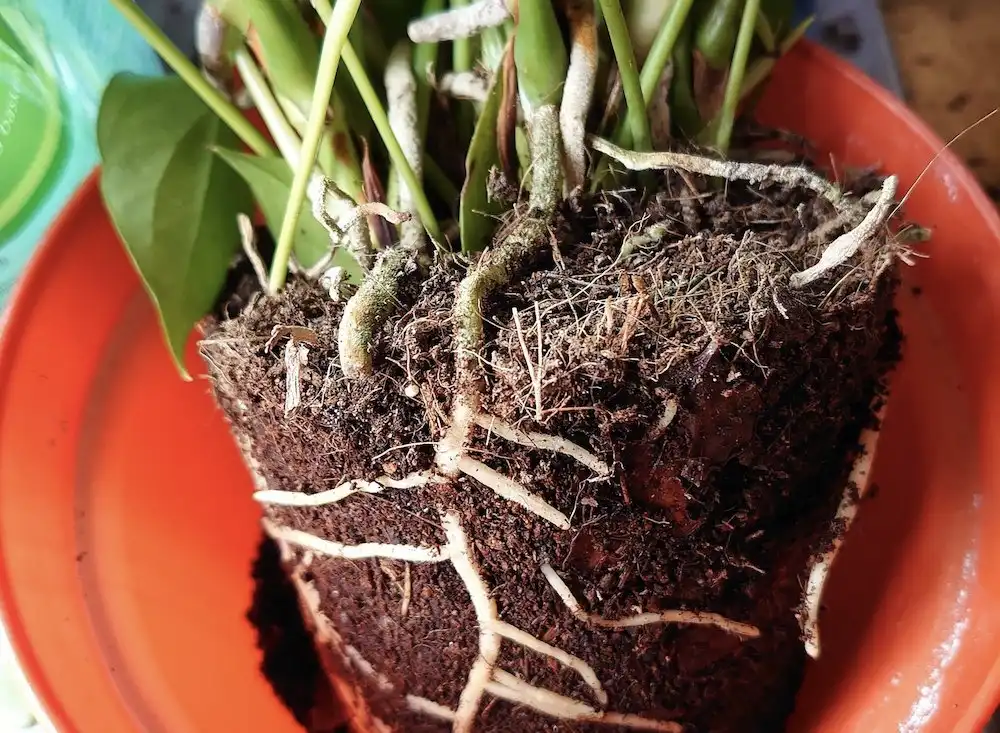 New research roots out solution to keeping houseplants healthy 