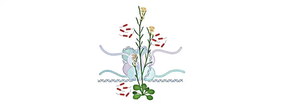 Illustration of the model plant Arabidopsis. The genetic material is present as chromatin, which consists of DNA wrapped around a histone protein complex in cells. The linker histone H1 modulates the plant's immunity against pathogens. Credit: 2023 KAUST; Arsheed Sheikh