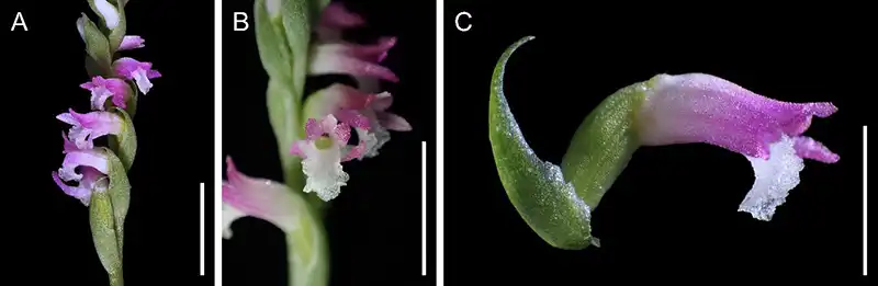 Image: A new orchid species Spiranthes hachijoensis with beautiful glasswork-like flowers found in a private garden.(A) Inflorescence. (B) Close up of inflorescence. (C) Flower. Scale bars: 10 mm (A & B) and 5 mm (C). Photographed by Masayuki Ishibashi (A & C) and Kenji Suetsugu (B). Credit: Kobe University