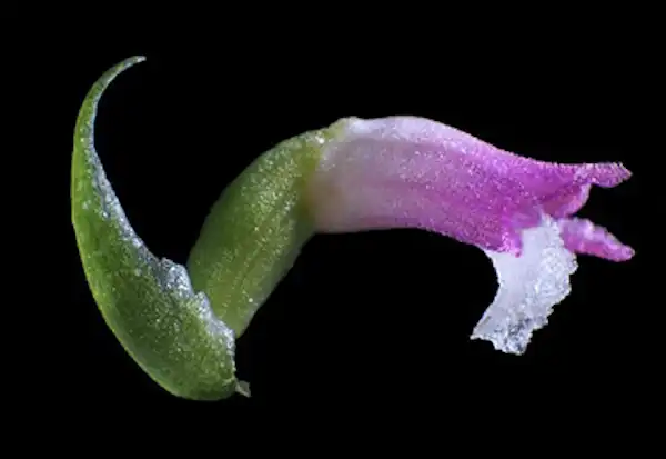 A new orchid species Spiranthes hachijoensis with beautiful glasswork-like flowers found in a private garden. Flower. Credit: Masayuki Ishibashi