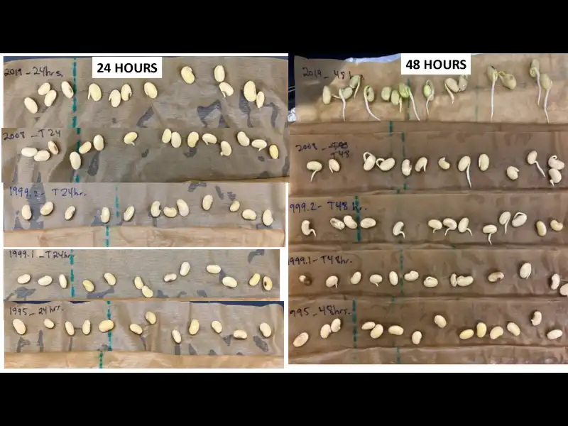 Study measures early detection of aging in seeds