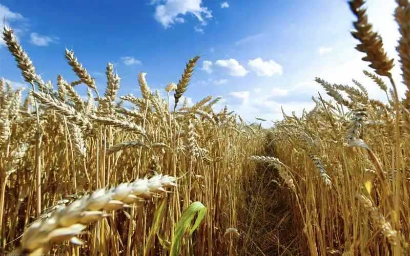 Wheat’s ancient roots of viral resistance uncovered