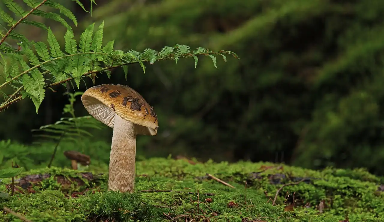 Growing mushrooms alongside trees could feed millions and mitigate effects of climate change, research finds