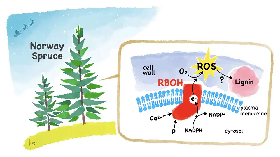 Research into the growth and development of the Norway Spruce reveals important roles of reactive oxygen species biogenic enzymes
Caption: Reactive oxygen species (ROS) are highly reactive compounds that are generally considered toxic when produced in vivo, but plants have the enzyme RBOH, which actively produces ROS, and utilize ROS in a variety of situations. Therefore, the activity of RBOH must be strictly controlled. Picea abies (Norway Spruce) is a coniferous tree of the Pinaceae family, famously used as Christmas tree. In this study, a multinational team of researchers found that PaRBOH1 synergistically activates RBOH by binding Ca2+ (calcium ion) and phosphorylation (P in the figure) for the first time in gymnosperms and elucidated the activation mechanism. This also suggests the potential role of PaRBOH1 in the formation of cell wall lignin. Photo credit: Dr. Kenji Hashimoto and Prof. Kazuyuki Kuchitsu