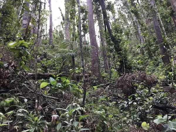 Trees in hurricane-prone areas have strong ability to survive even after severe damage