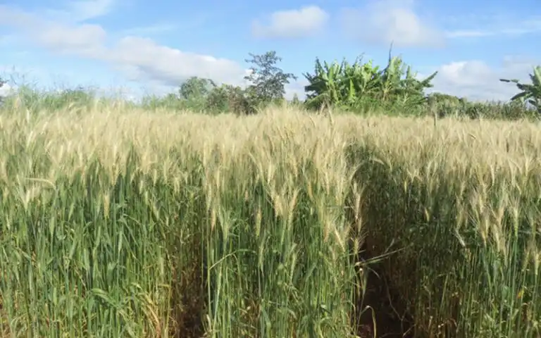Wheat field. Credit: CCO