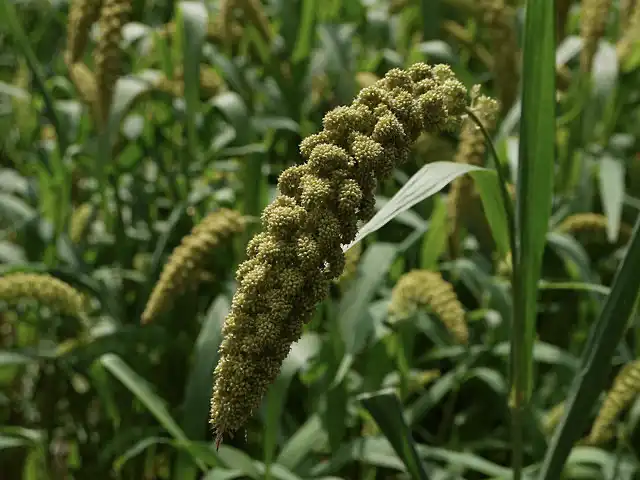 Researchers map complete millet genome to help with food security