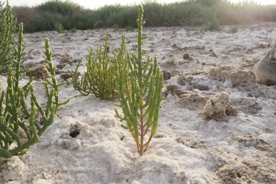 Image: Delays in delivery of salt-tolerant crops may be due to the need for resource development. This should include the domestication of wild salt-resistant species, such as Salicornia shown here growing in an extreme environment, that have the potential for new food and feed markets. Credit 2023 KAUST; Gabriele Fiene. 