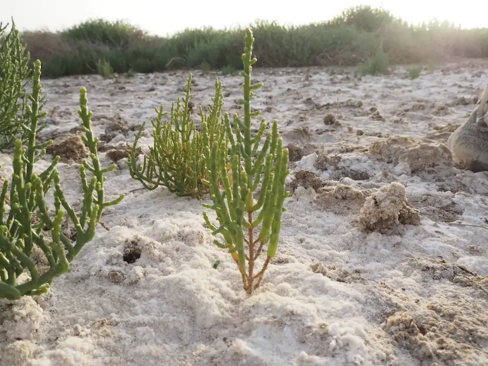 Image: Delays in delivery of salt-tolerant crops may be due to the need for resource development. This should include the domestication of wild salt-resistant species, such as Salicornia shown here growing in an extreme environment, that have the potential for new food and feed markets. Credit 2023 KAUST; Gabriele Fiene. 