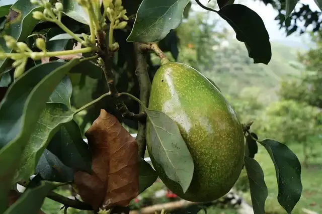 eDNA could help protect insect pollinators of avocado flowers