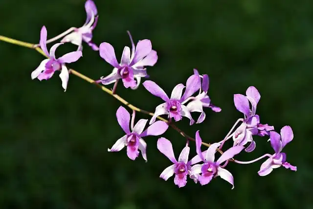 Orchids’ ability to grow on other plants independently evolved multiple times
