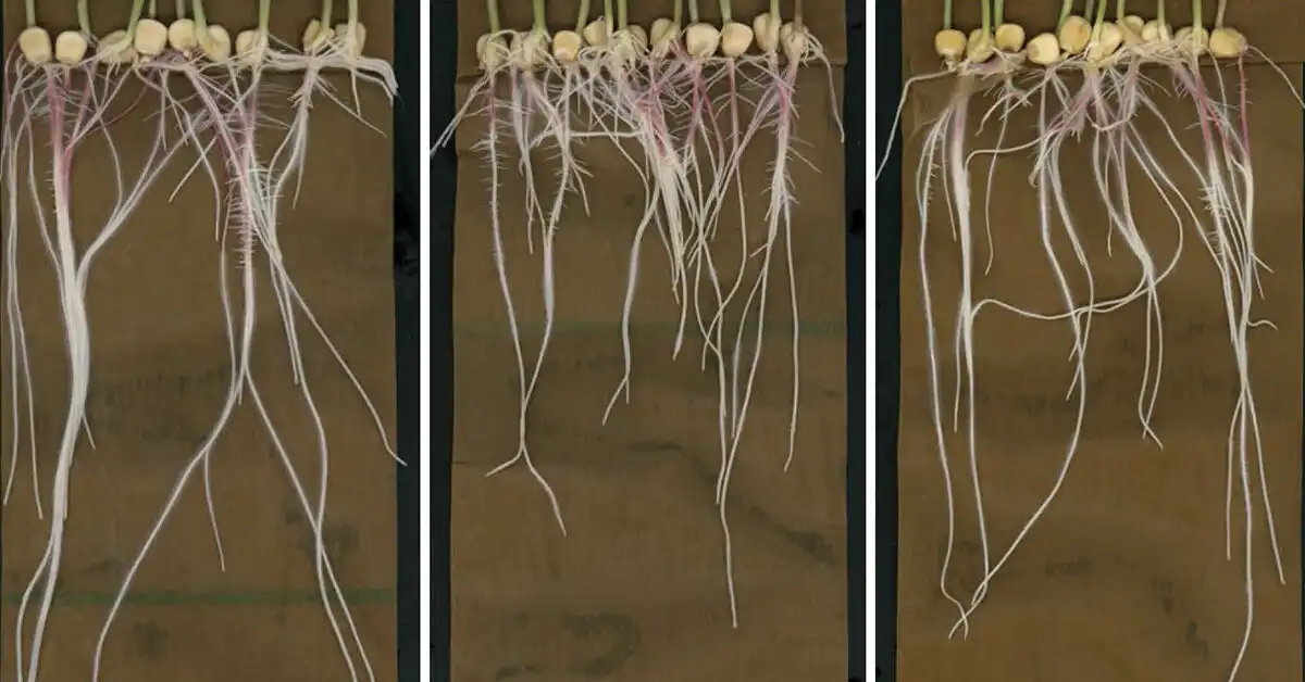 Advanced imaging of root chemicals offers new insights on plant growth