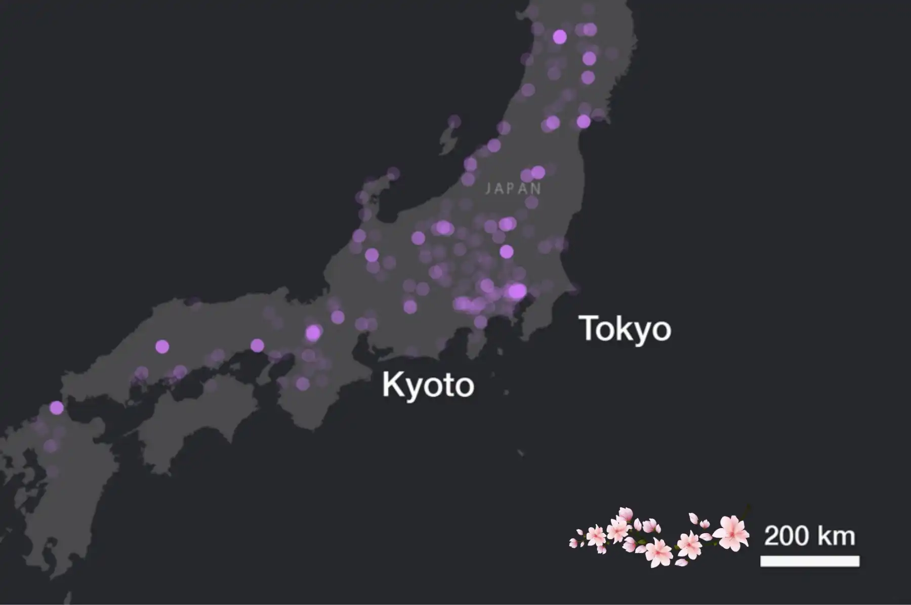 Social media cherry blossom blooms and AI helping to track climate patterns