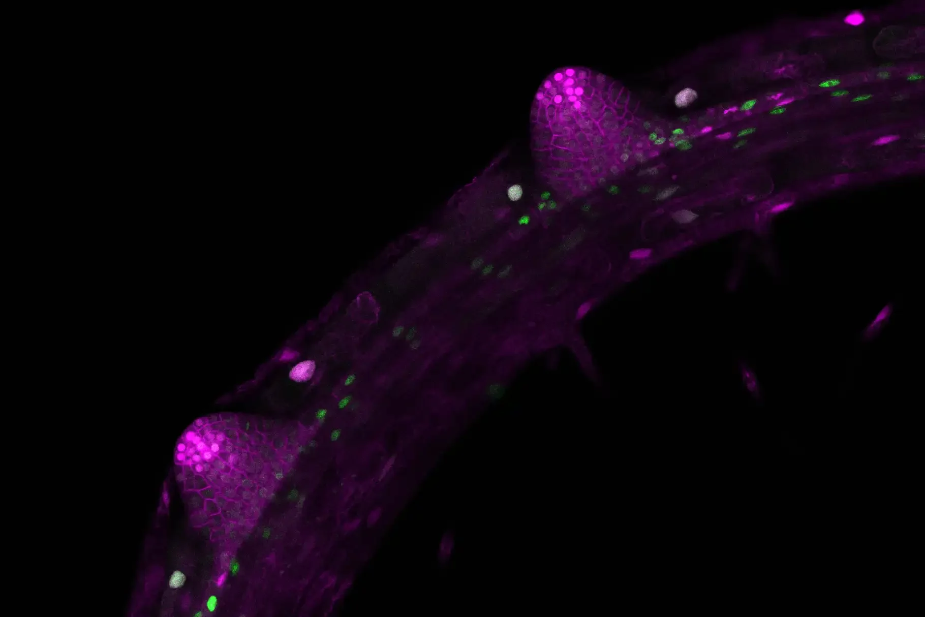 Image: Two lateral root primordia develop from the main root of Arabidopsis thaliana. The images (with false colours) were taken with a confocal microscope. Credit: Michael Stitz, Heidelberg University