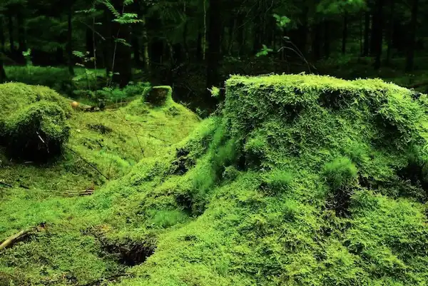 Moss-covered forest ditches combat climate change