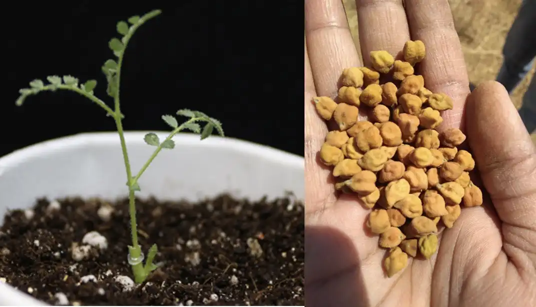 Exciting Breakthrough in Chickpea Research: Unraveling the Secrets of Drought and Root Rot Resistance