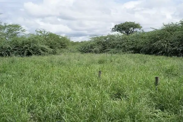 Image credit: Grassland growing following removal of prosopis in the experiment in Tanzania Credit: Rene Eschen).