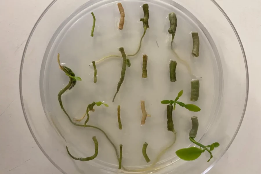 Image: Citrus plant regeneration from hairy roots. Credit: Texas A&M AgriLife photo.