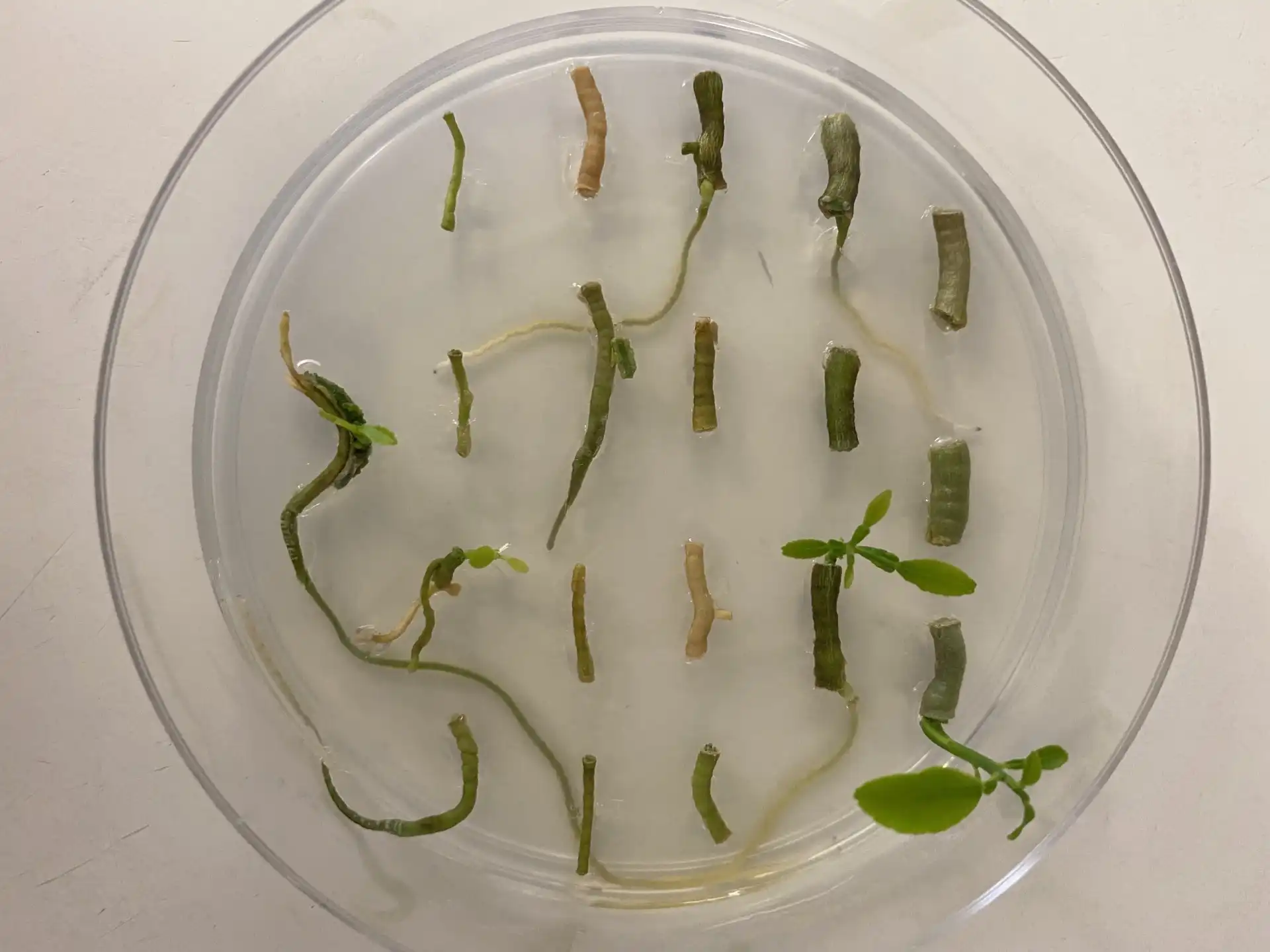 Image: Citrus plant regeneration from hairy roots. Credit: Texas A&M AgriLife photo.