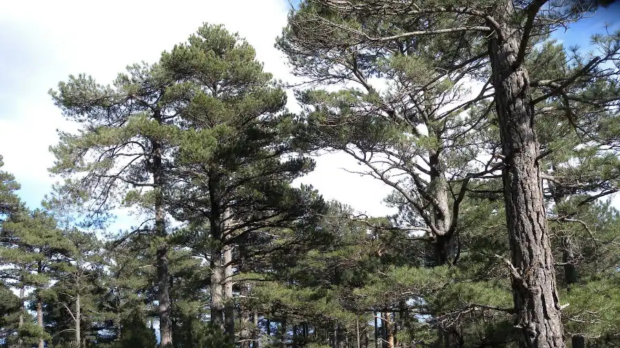Research finds taller trees are better able to cope with drought