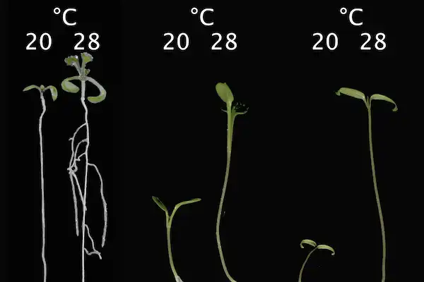 Roots are capable of measuring heat on their own, new study shows