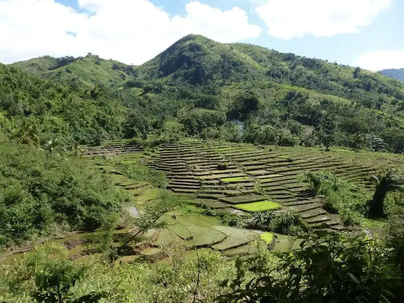 Research highlights benefits of wild plants in fallow land and other ecosystems in Madagascar