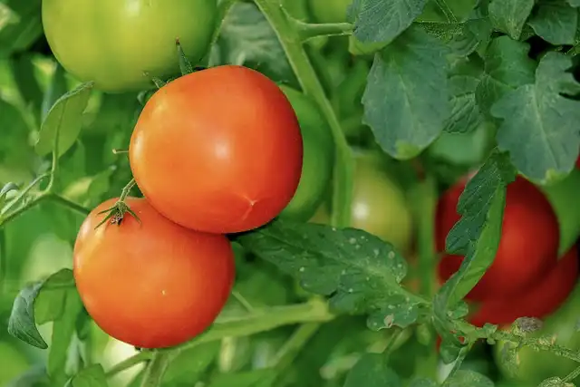 Image: tomato plant. credit: 1195798 / Pixabay