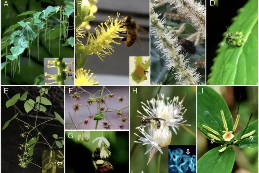 Examples of species that may be ambophilous and that require field experiments to resolve the predominant pollen vector in their natural habitat. (A) The pendulous inflorescences (spikes) of Tetracentron sinense (Trochodendraceae) suggest wind pollination, but the stamens' filaments produce nectar drops (arrow in the insert panel in A). (B) Honeybee collecting nectar and the sticky pollen from the catkins of Salix matsudana (Salicaceae). The inset shows an orange-yellow nectary (arrow) attached to the ovary. (C) A lavatory fly feeding on the liquid offered by the male flowers of Castanea mollissima (Fagaceae). (D) A mosquito collecting nectar from a green female flower of Helwingia japonica (Helwingiaceae); its head carries white pollen from a previously visited male plant. (E) An inflorescence of the dioecious Sargentodoxa cuneata (Lardizabalaceae); the inset shows the yellow greenish petals (white arrow). (F) Female flowers of the gynodioecious Thalictrum smithii (Ranunculaceae) without sepals, typical of wind pollination. (G) A bumblebee collecting pollen from a hermaphroditic flower of Thalictrum delavayi. (H) A halictid bee collecting pollen from white-flowered Juncus allioides (Juncaceae); the inset shows pollen tetrads (arrow) germinating on a stigma. (I) Sticky pollen grains presented on the dehisced anthers of Paris polyphylla (Melanthiaceae). Credit: Shuang-Quan Huang